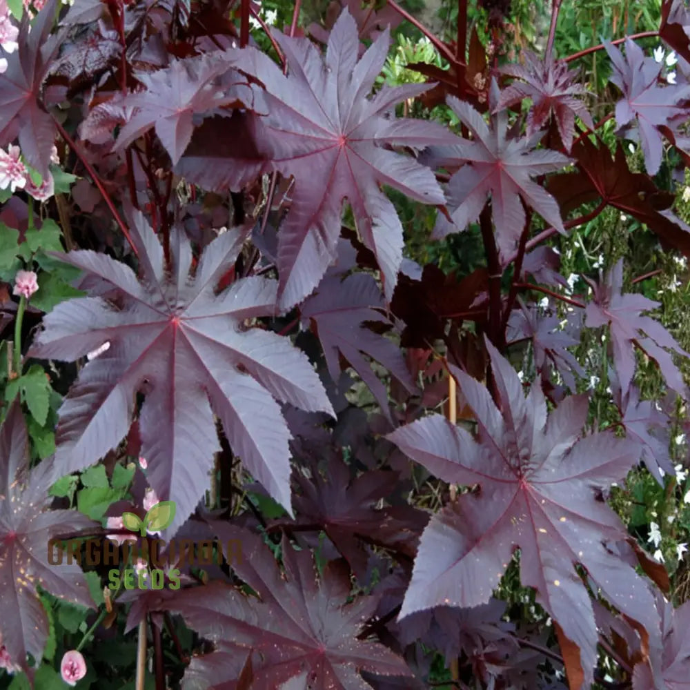 Ricinus Communis Flower Seeds Through Effective Planting And Gardening Techniques