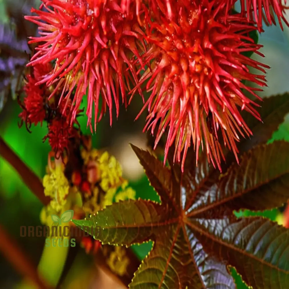 Ricinus Communis Flower Seeds Through Effective Planting And Gardening Techniques