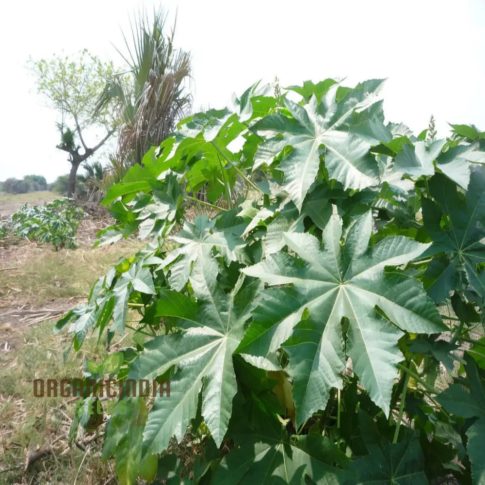 Ricinus Communis Flower Seeds Through Effective Planting And Gardening Techniques