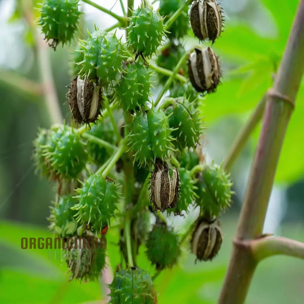 Ricinus Communis Flower Seeds Through Effective Planting And Gardening Techniques