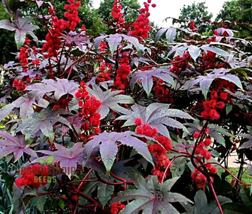 Ricinus Gibsonii Seeds - Grow Stunning And Exotic Castor Beans In Your Garden