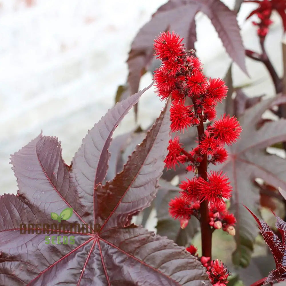 Ricinus Gibsonii Seeds - Grow Stunning And Exotic Castor Beans In Your Garden