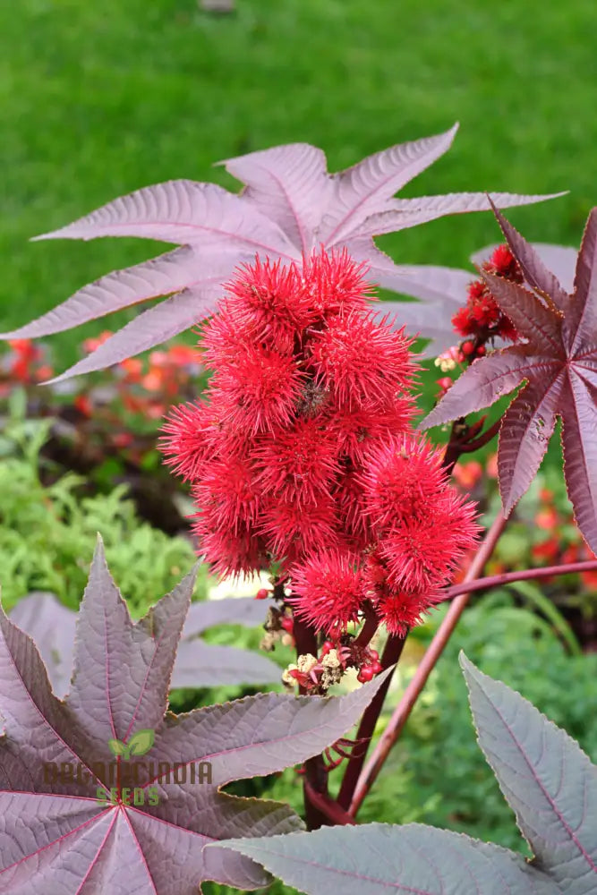 Ricinus Gibsonii Seeds - Grow Stunning And Exotic Castor Beans In Your Garden