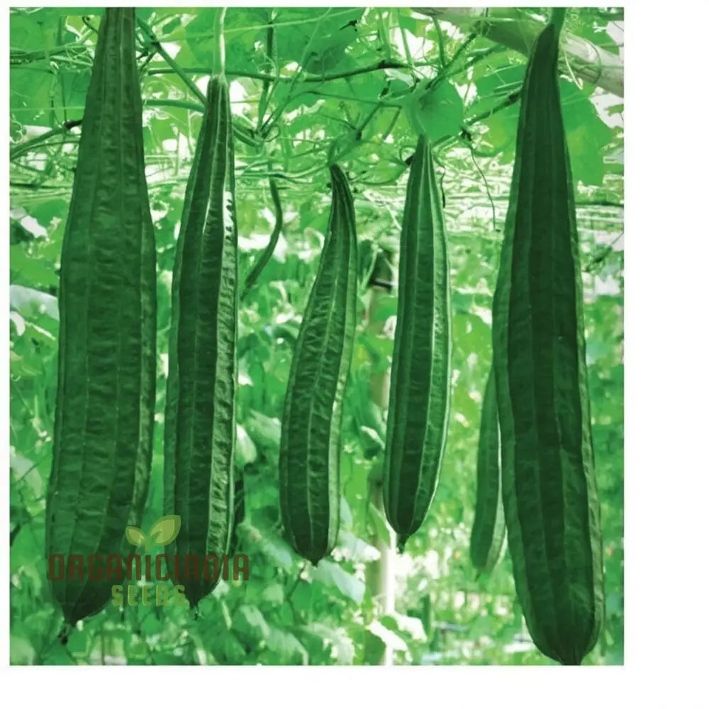 Ridge Gourd Seeds Growing Your Own Exotic Luffa Vine Planting Squash And Gourds