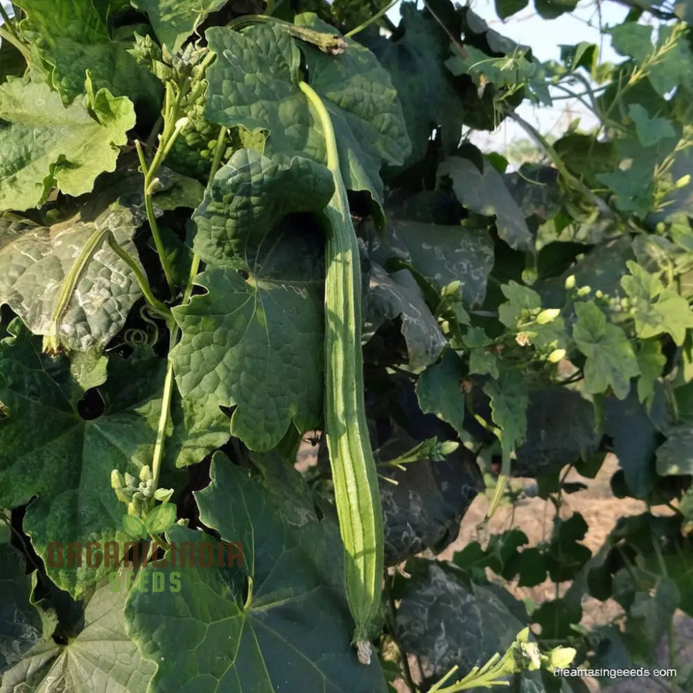 Ridge Gourd Seeds Growing Your Own Exotic Luffa Vine Planting Squash And Gourds