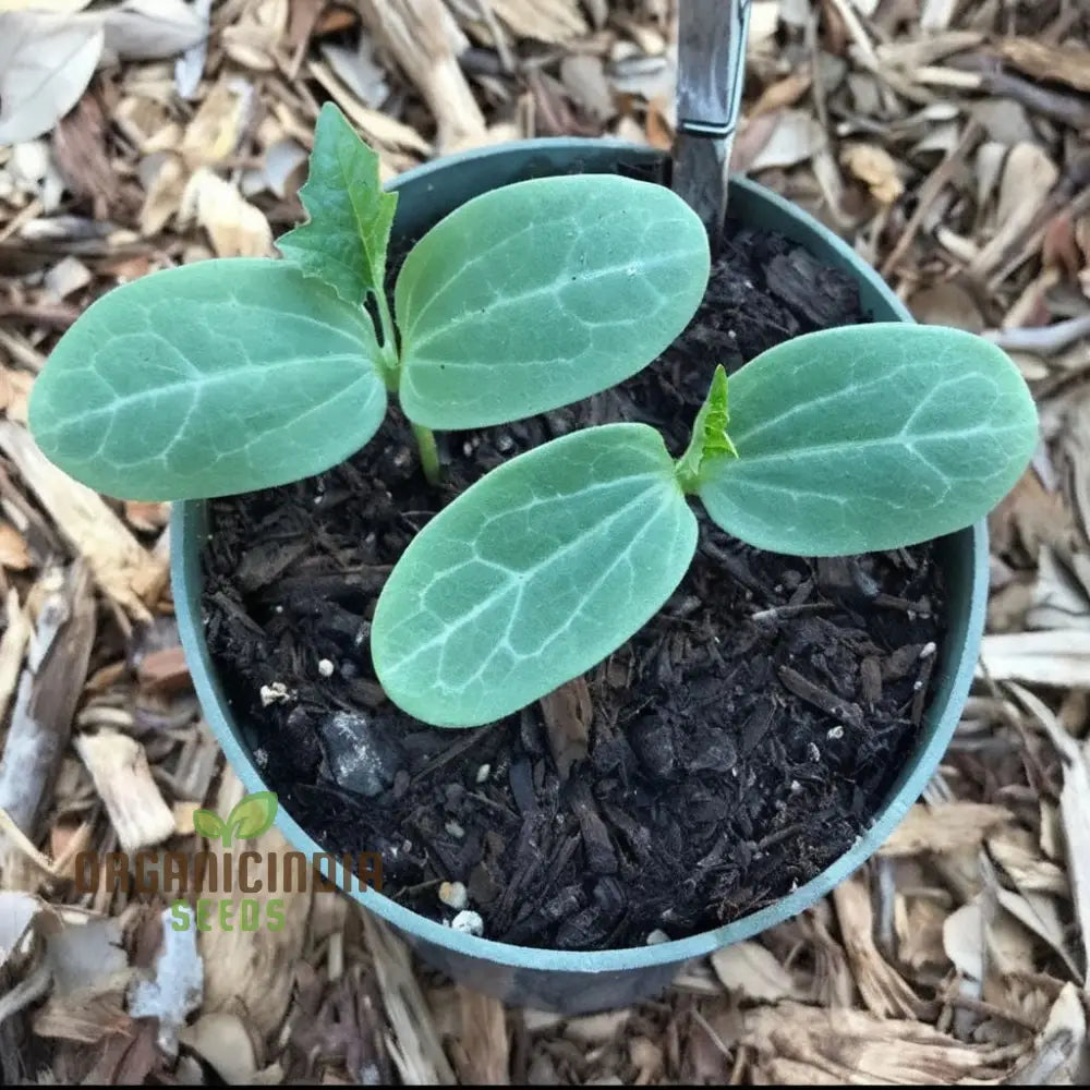 Ridge Gourd Seeds Growing Your Own Exotic Luffa Vine Planting Squash And Gourds