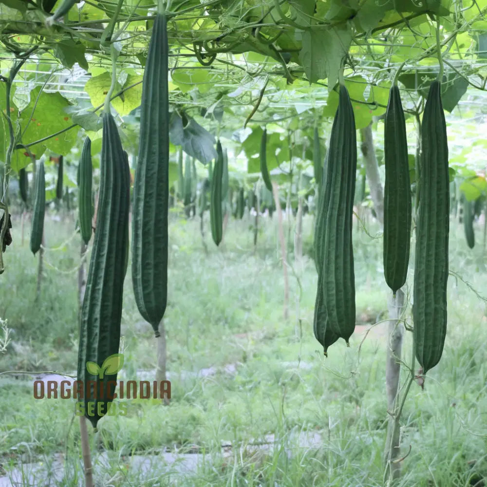 Ridge Gourd Seeds Growing Your Own Exotic Luffa Vine Planting Squash And Gourds