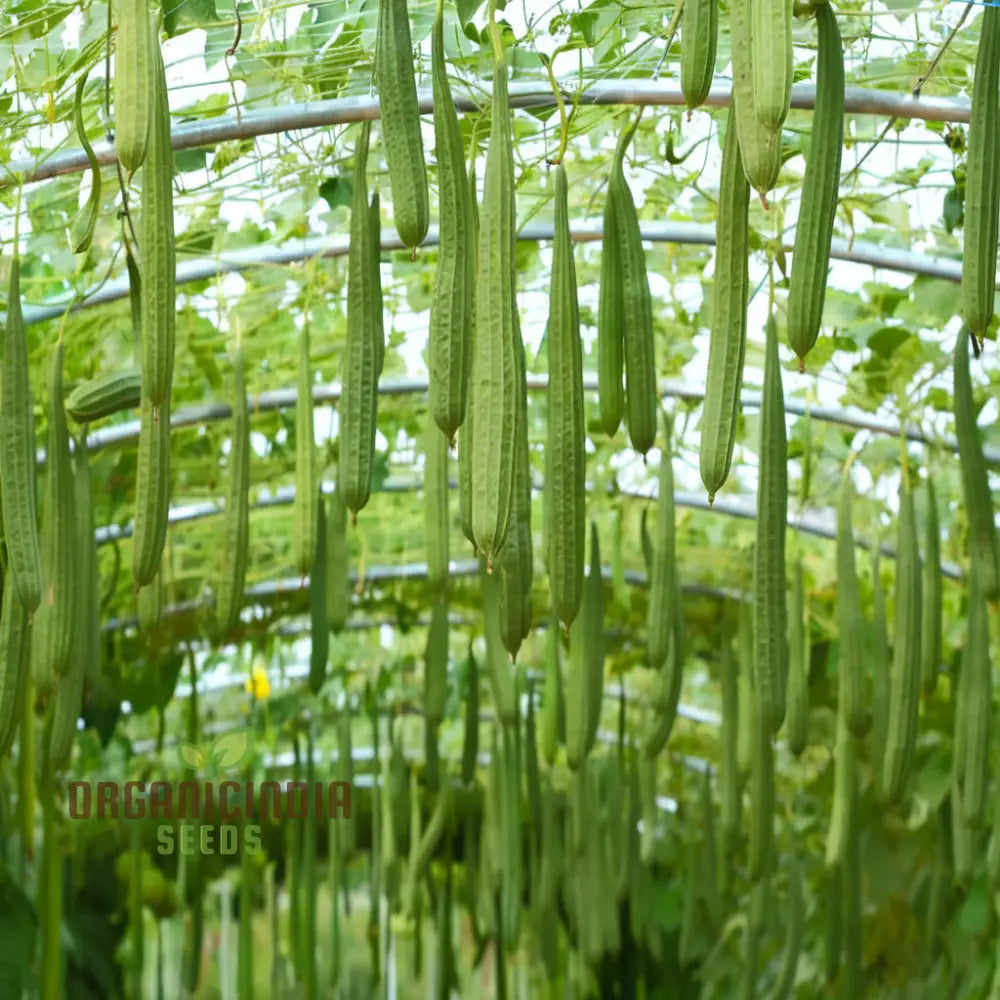 Ridge Gourd Seeds Growing Your Own Exotic Luffa Vine Planting Squash And Gourds