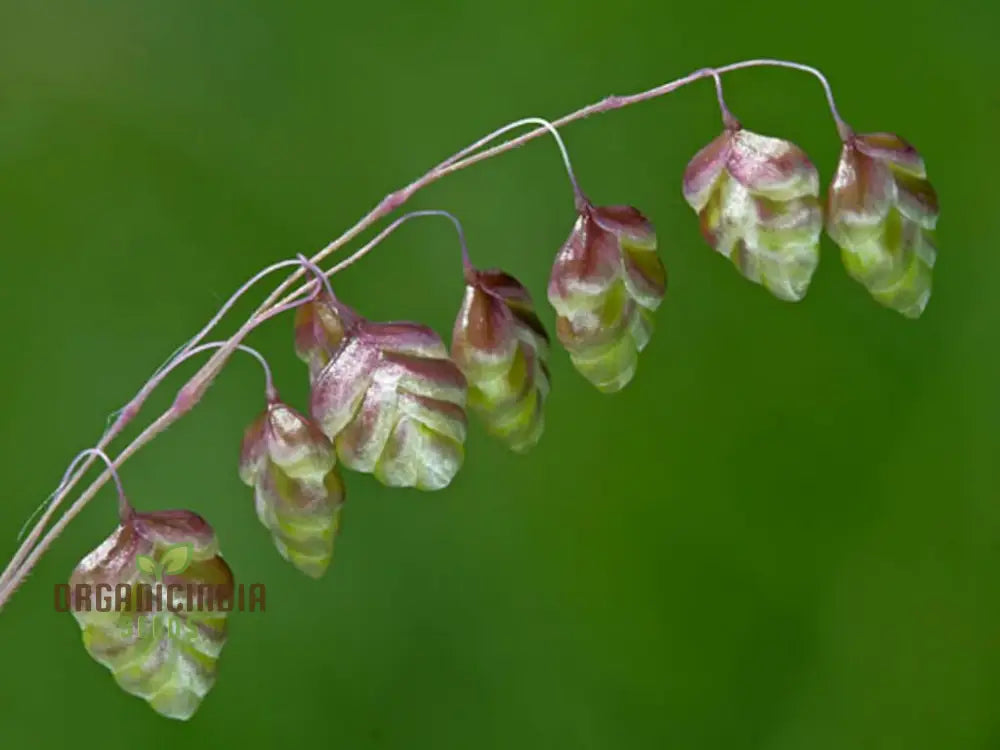 Riza Media (Quaking Grass) Seeds Cultivate Graceful Ornamental Grass With Expert Tips For