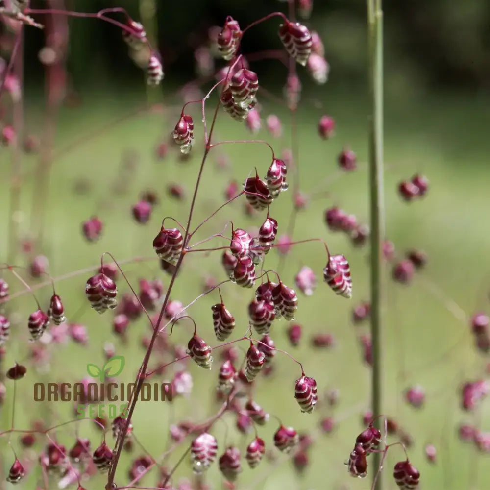 Riza Media (Quaking Grass) Seeds Cultivate Graceful Ornamental Grass With Expert Tips For