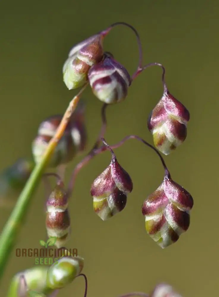 Riza Media (Quaking Grass) Seeds Cultivate Graceful Ornamental Grass With Expert Tips For