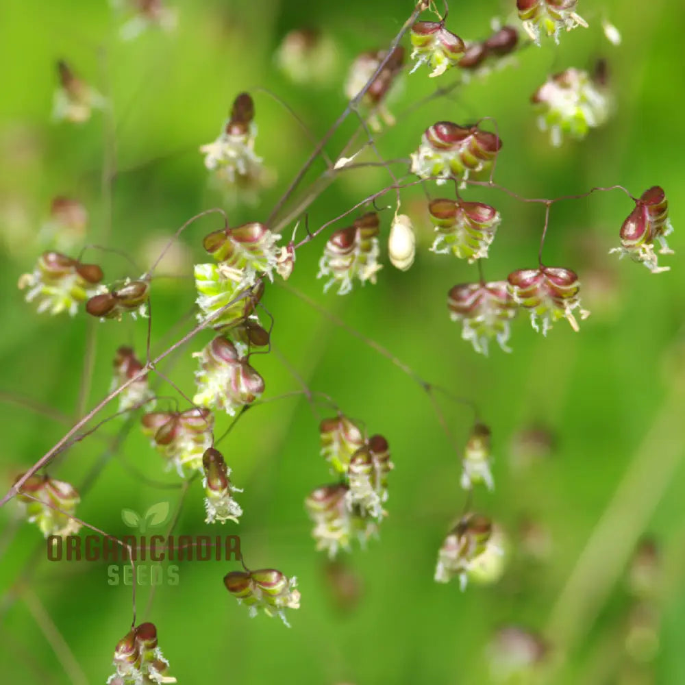 Riza Media (Quaking Grass) Seeds Cultivate Graceful Ornamental Grass With Expert Tips For