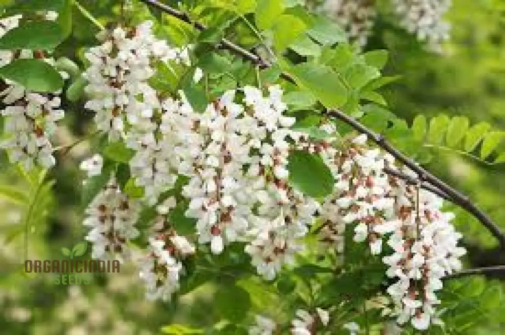 Robinia Pseudoacacia Seeds For Planting - 100 Pcs Flower Seeds