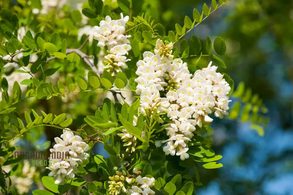 Robinia Pseudoacacia Seeds For Planting - 100 Pcs Flower Seeds