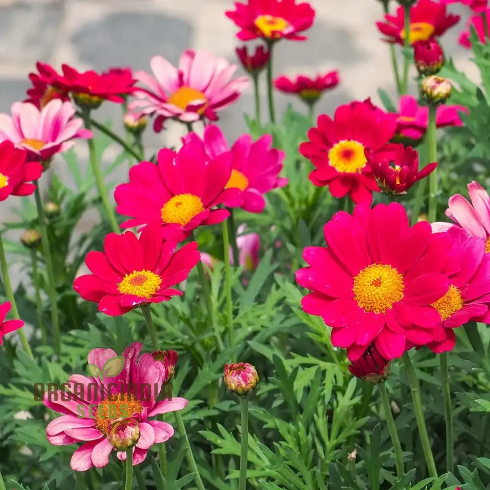 Robinsons Giant Painted Daisy Seeds - Ideal For Planting And Gardening