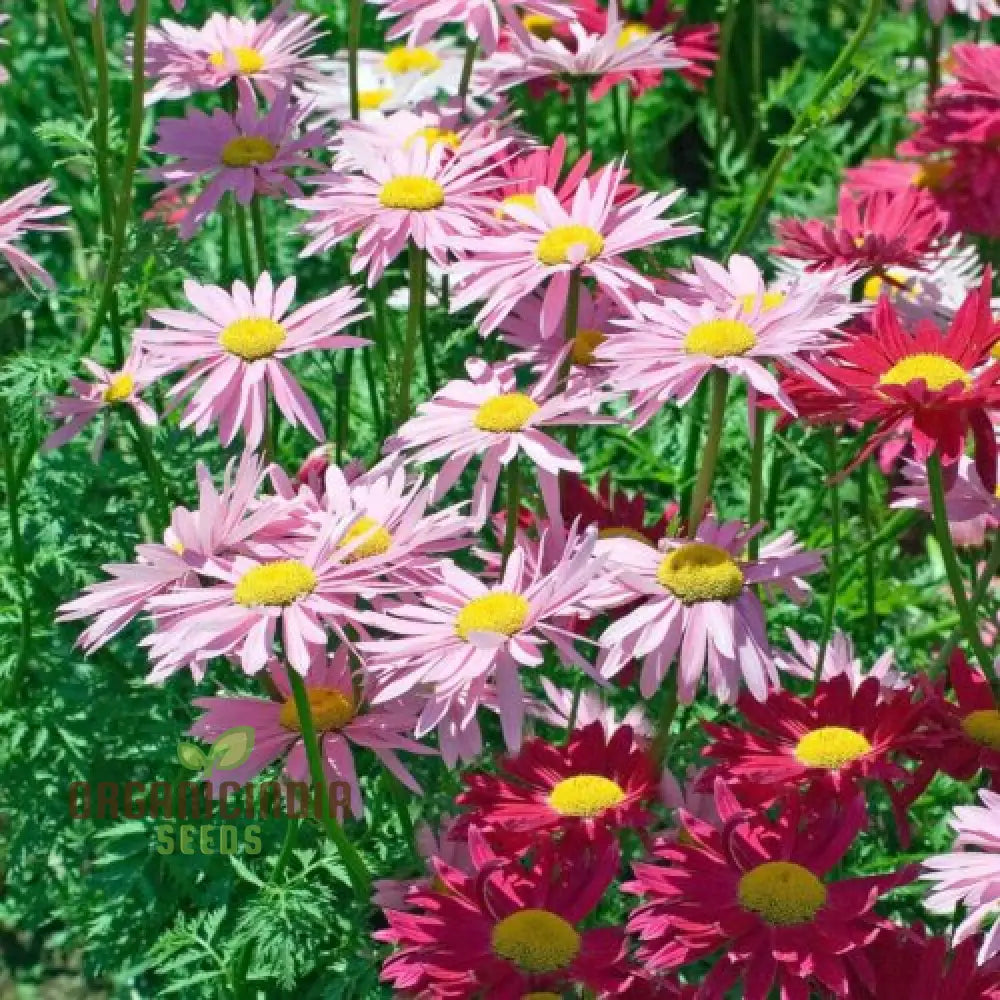 Robinsons Giant Painted Daisy Seeds - Ideal For Planting And Gardening