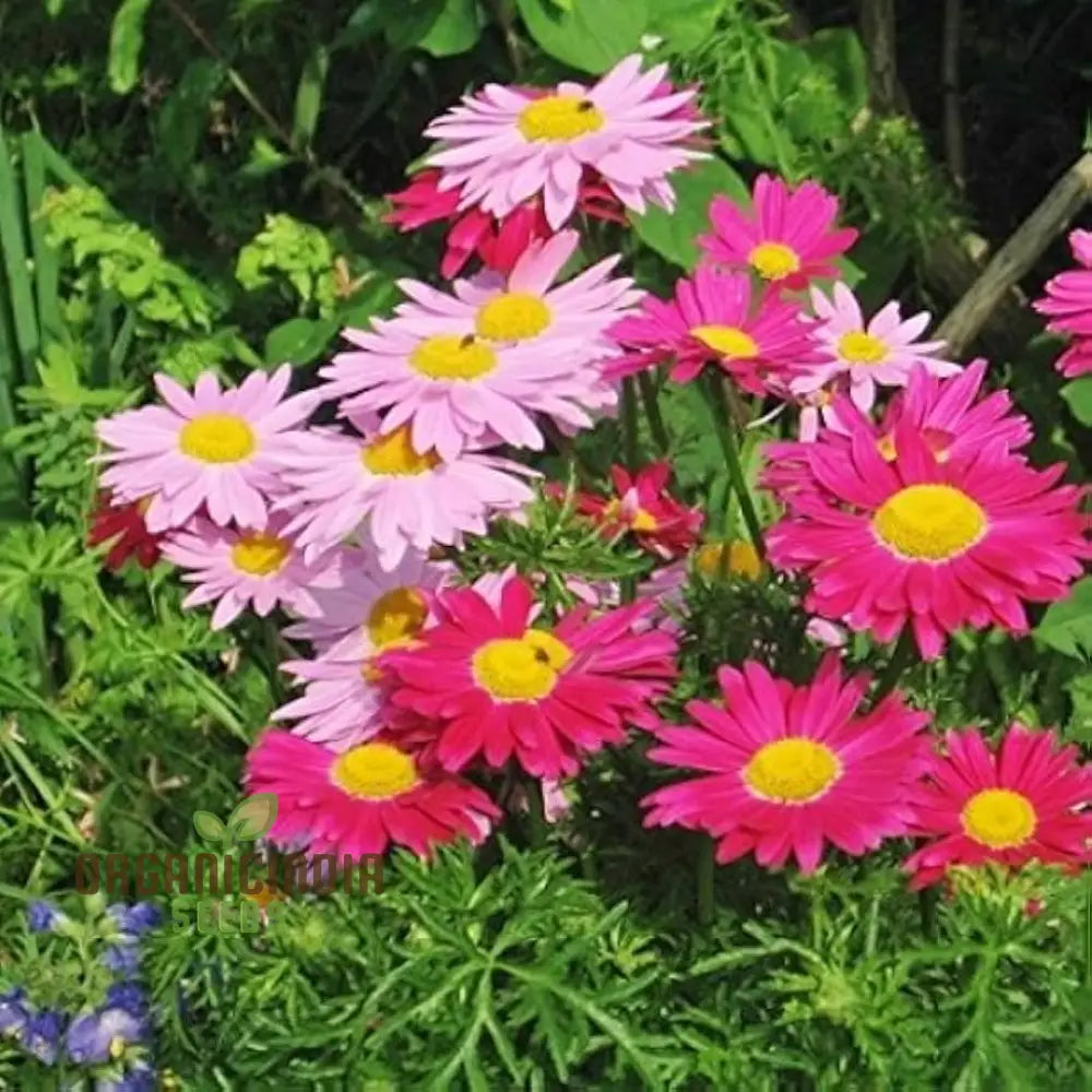 Robinsons Giant Painted Daisy Seeds - Ideal For Planting And Gardening