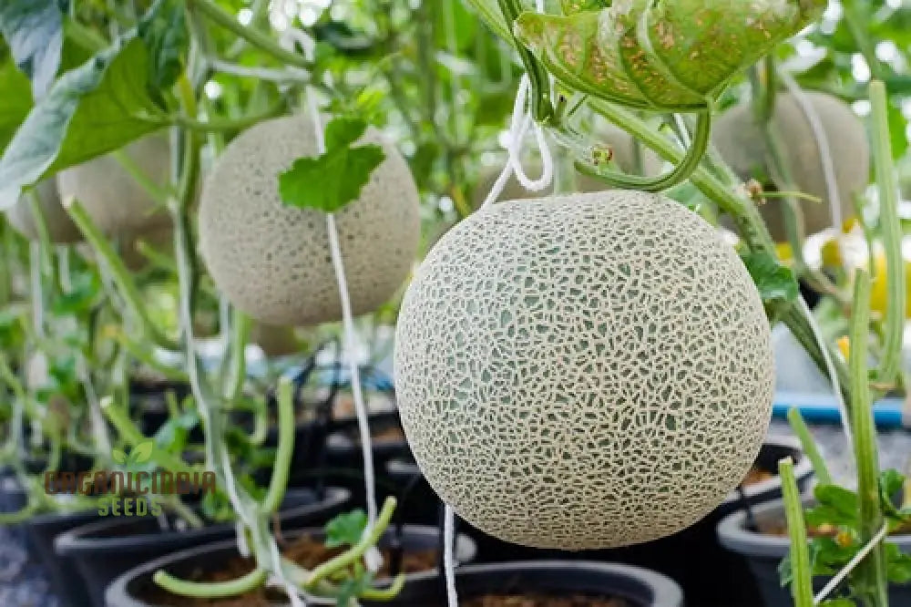 Rock Melon - Honeydew Fruit Seeds For Planting Grow Sweet And Juicy Melons At Home