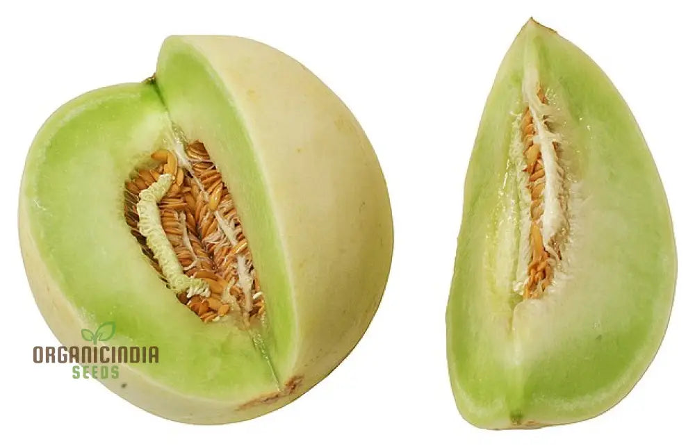 Rock Melon - Honeydew Fruit Seeds For Planting Grow Sweet And Juicy Melons At Home