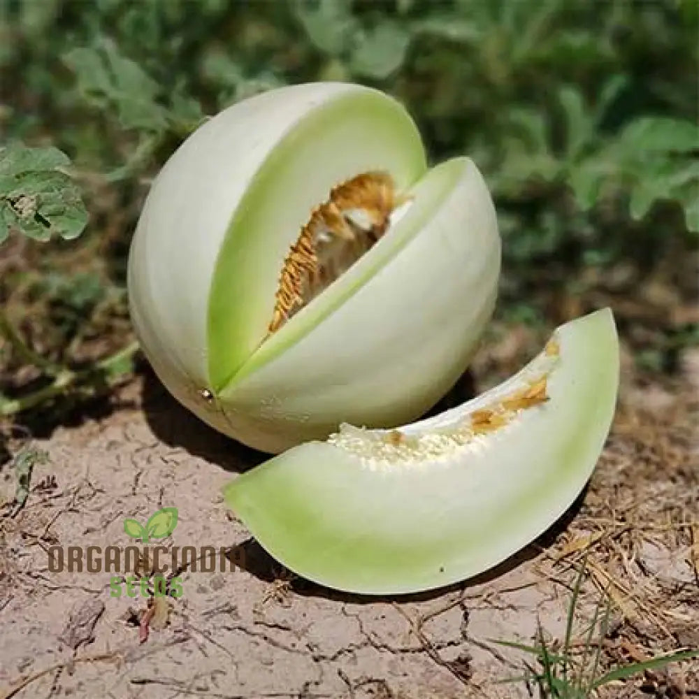 Rock Melon - Honeydew Fruit Seeds For Planting Grow Sweet And Juicy Melons At Home