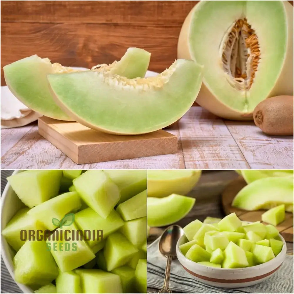 Rock Melon - Honeydew Fruit Seeds For Planting Grow Sweet And Juicy Melons At Home