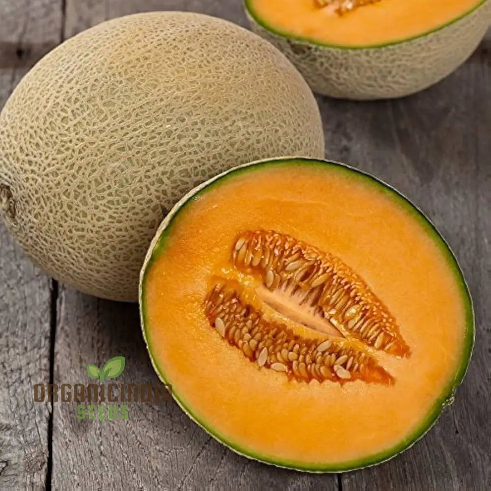 Rock Melon - Honeydew Fruit Seeds For Planting Grow Sweet And Juicy Melons At Home