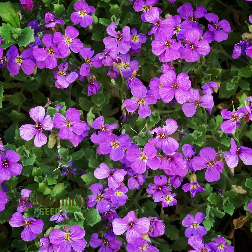 Rockcress - Purple Seeds For Planting Vibrant And Hardy Stunning Garden Borders Ground Cover