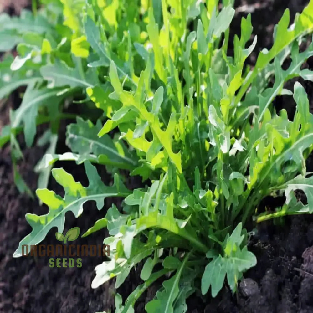 Rocket Salad Cultivated Vegetable Seeds (Eruca Sativa) A Comprehensive Guide To Growing Flavorful