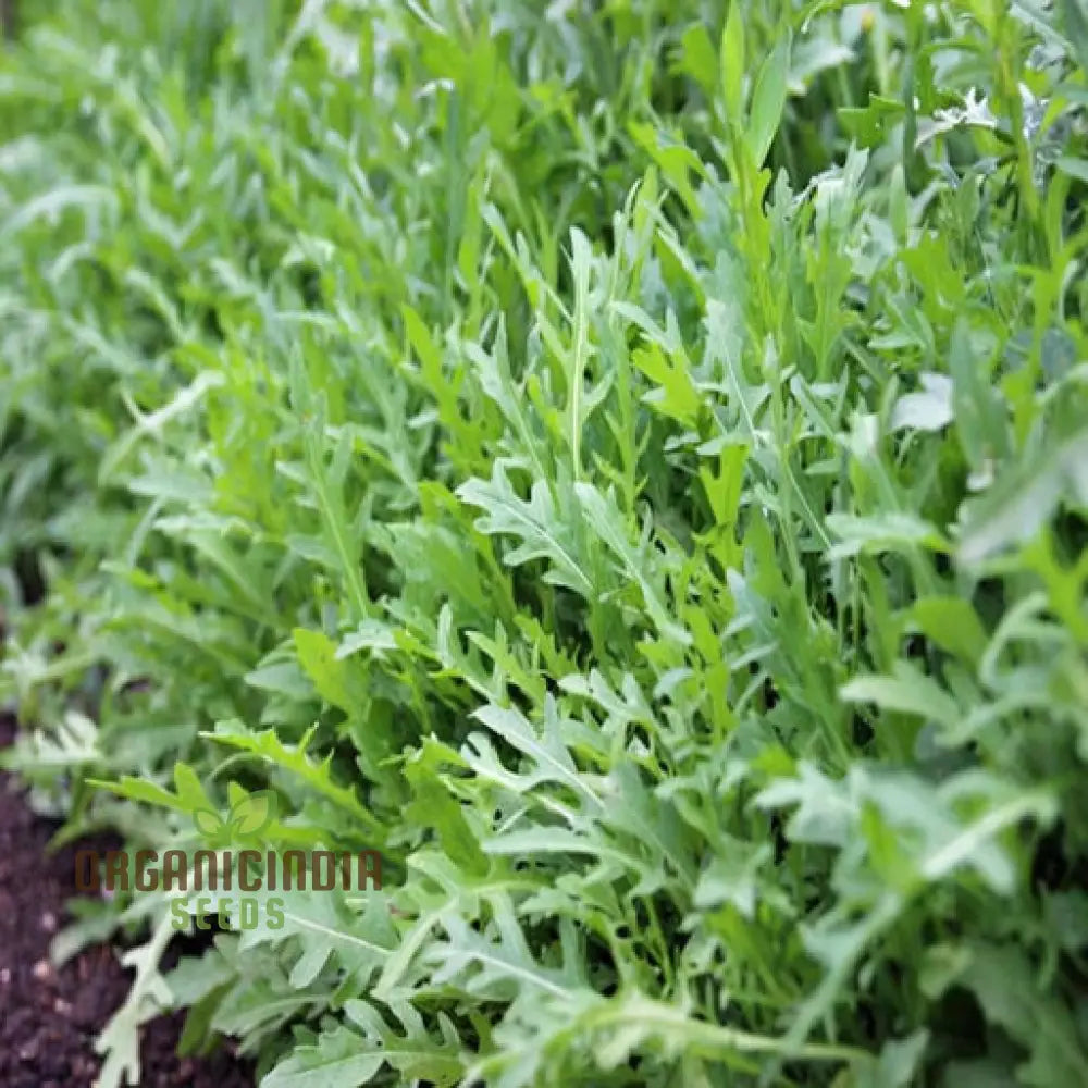 Rocket Salad Cultivated Vegetable Seeds (Eruca Sativa) A Comprehensive Guide To Growing Flavorful