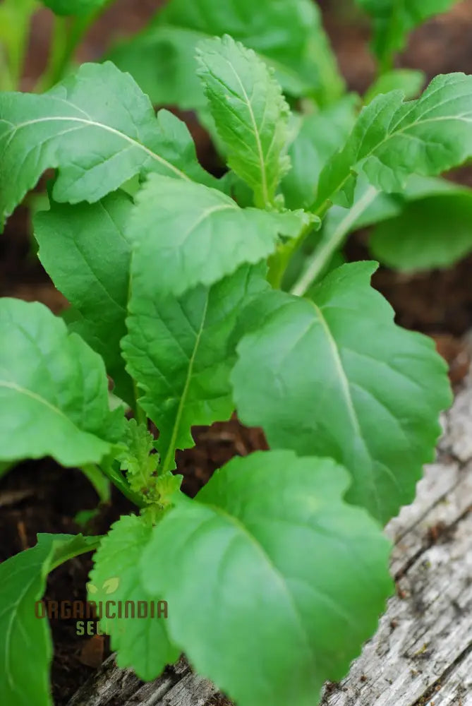 Rocket Wasabi Vegetable Seeds For Planting Spicy And Flavorful Greens For A Unique Addition To Your