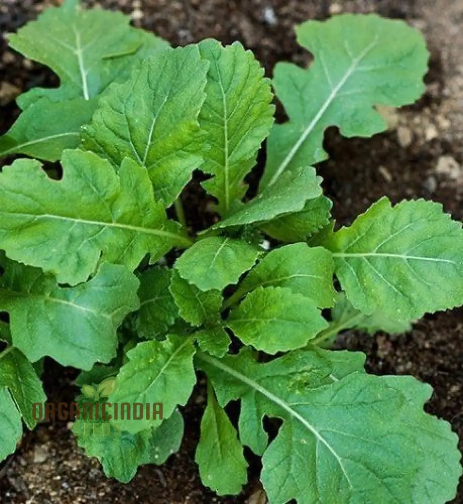 Rocket Wasabi Vegetable Seeds For Planting Spicy And Flavorful Greens For A Unique Addition To Your