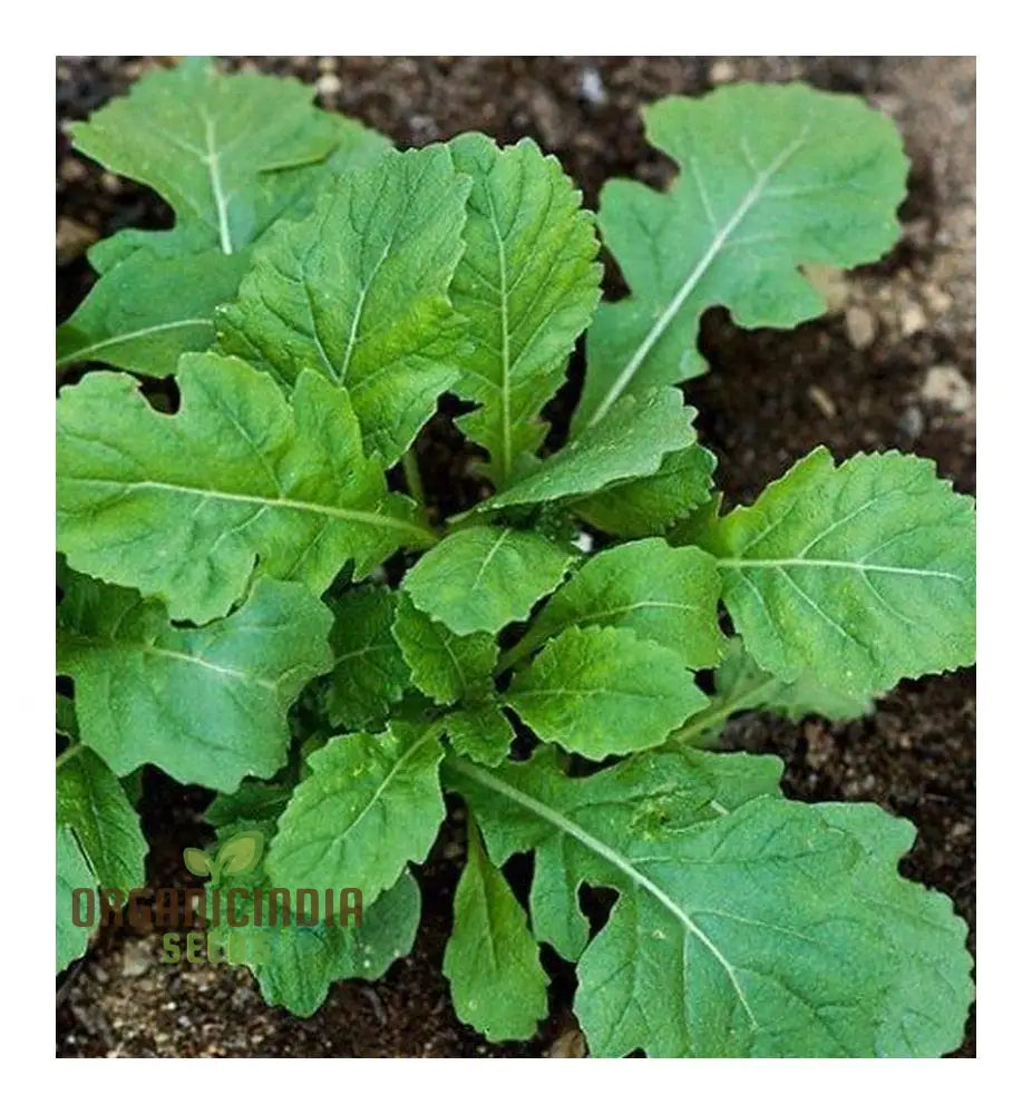 Rocket Wasabi Vegetable Seeds For Planting Spicy And Flavorful Greens For A Unique Addition To Your