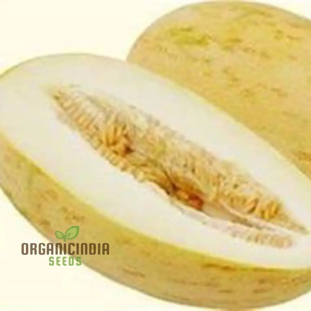 Rockmelon - Indian Cream Cobra Melon Seeds For Planting And Gardening