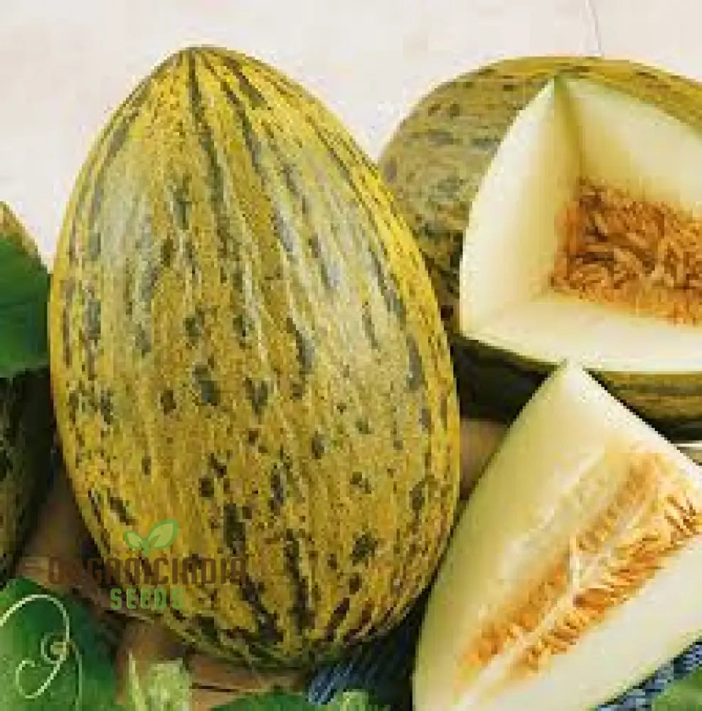 Rockmelon - Piel De Sapo Seeds For Planting And Gardening Enthusiasts