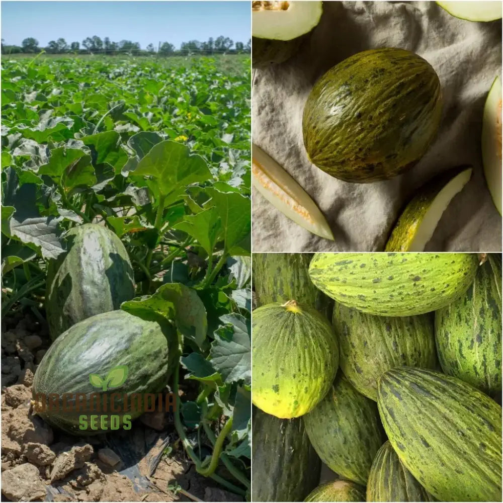 Rockmelon - Piel De Sapo Seeds For Planting And Gardening Enthusiasts