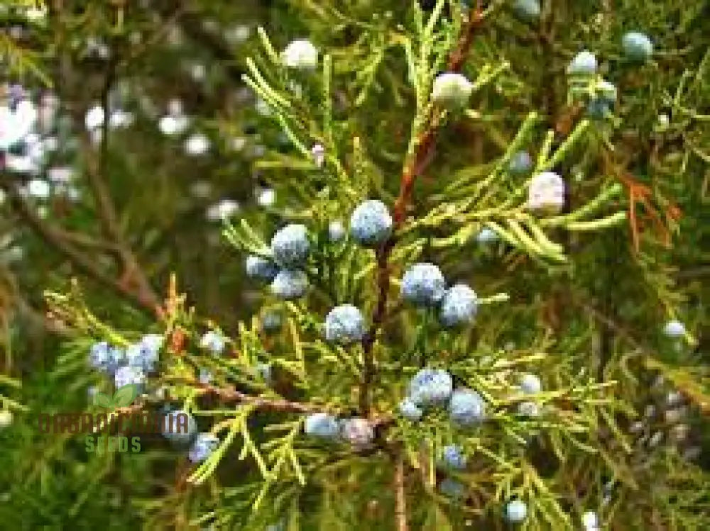 Rocky Mountain Juniper Seeds - Juniperus Scopulorum | Planting Guide Included Hardy Evergreen Tree