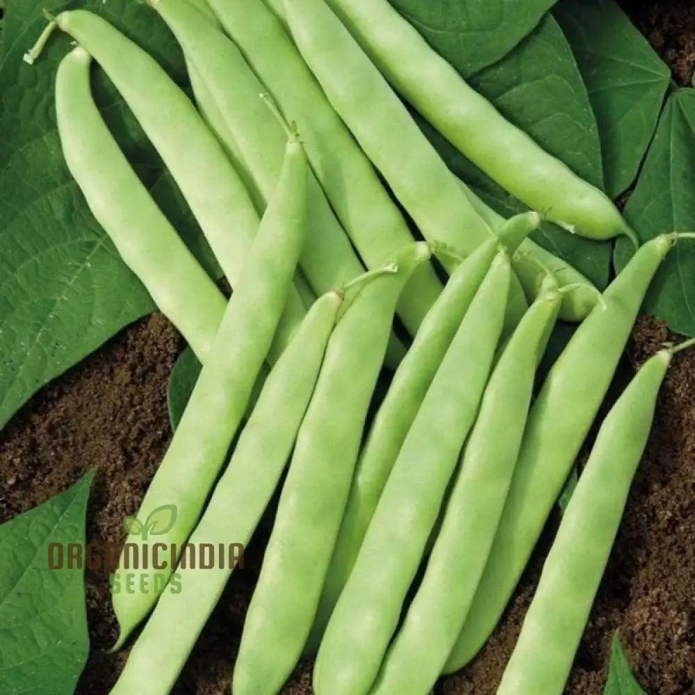 Roma Bush Bean Seeds For Your Garden - High Yielding Variety Home Gardening And Fresh Harvests