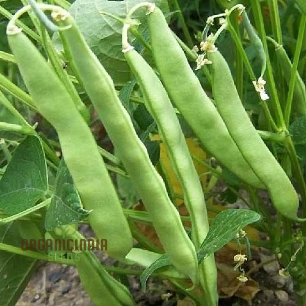 Roma Bush Bean Seeds For Your Garden - High Yielding Variety Home Gardening And Fresh Harvests