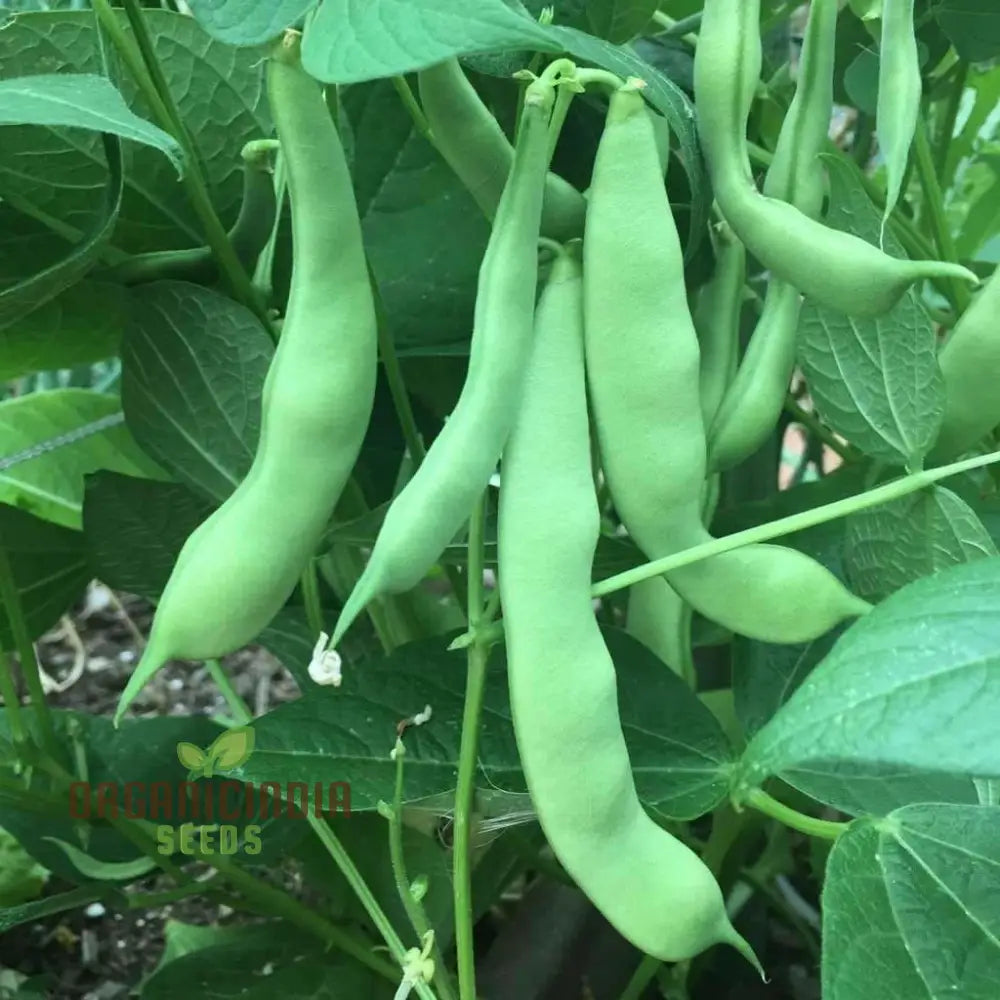 Roma Bush Bean Seeds For Your Garden - High Yielding Variety Home Gardening And Fresh Harvests