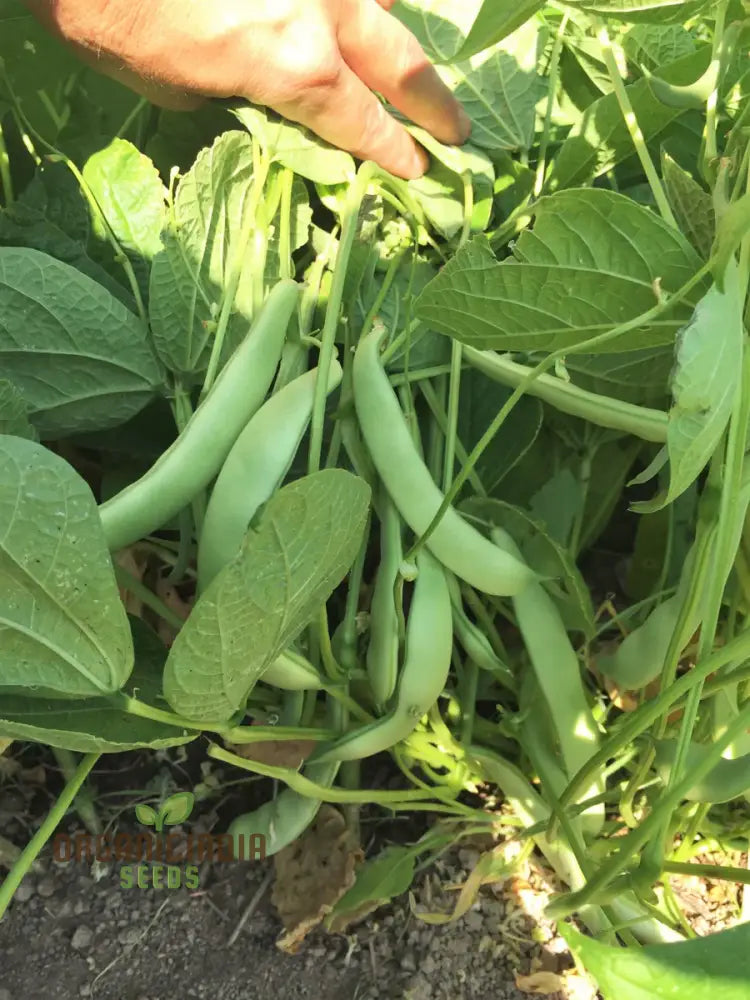 Roma Bush Bean Seeds For Your Garden - High Yielding Variety Home Gardening And Fresh Harvests