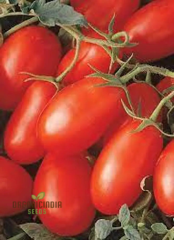 Roma Tomato Seeds For Cultivated Gardening Enthusiasts | Heirloom Seed Variety