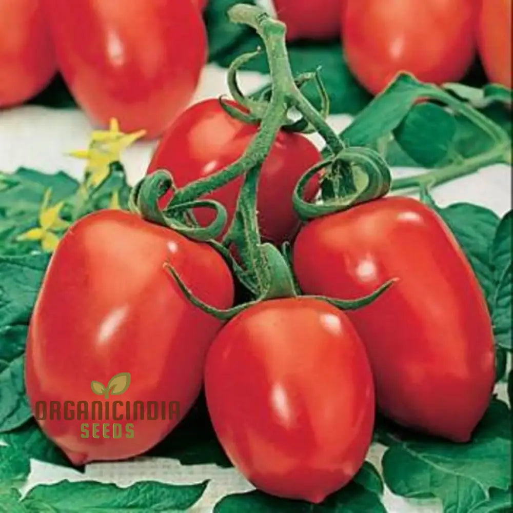 Roma Tomato Seeds For Cultivated Gardening Enthusiasts | Heirloom Seed Variety