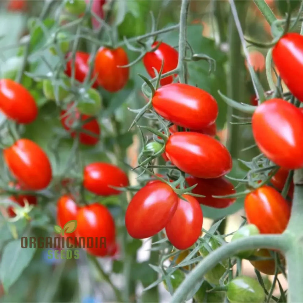 Roma Tomato Seeds For Cultivated Gardening Enthusiasts | Heirloom Seed Variety