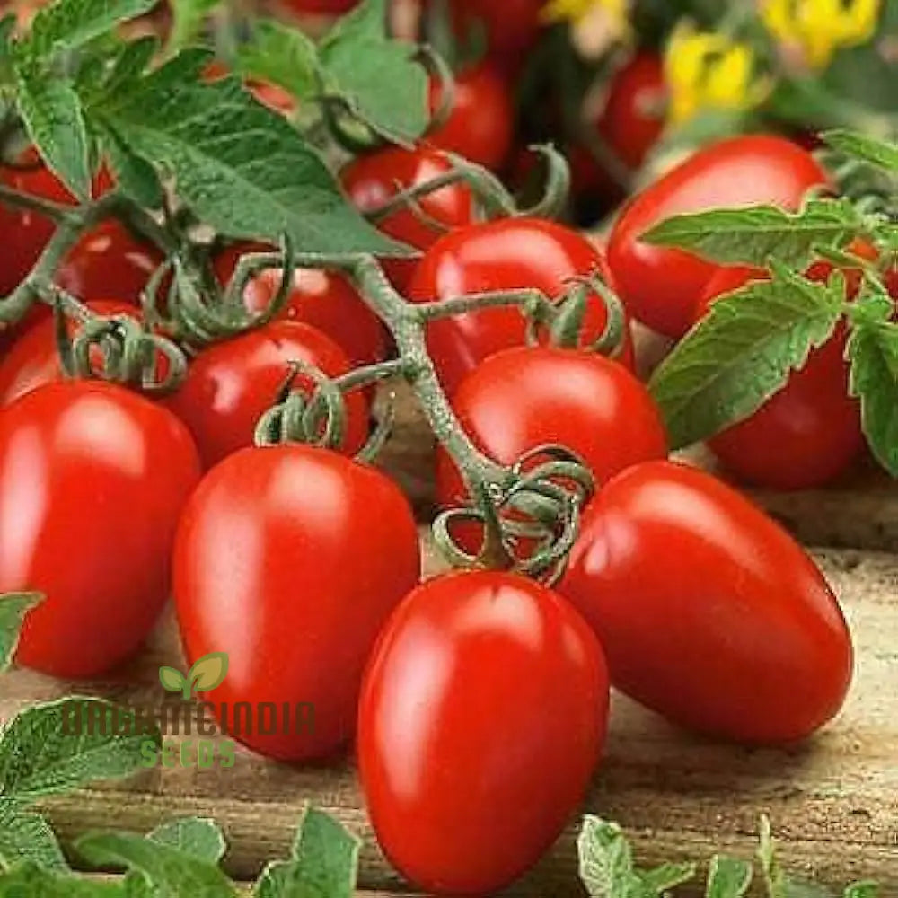 Roma Tomato Seeds For Cultivated Gardening Enthusiasts | Heirloom Seed Variety