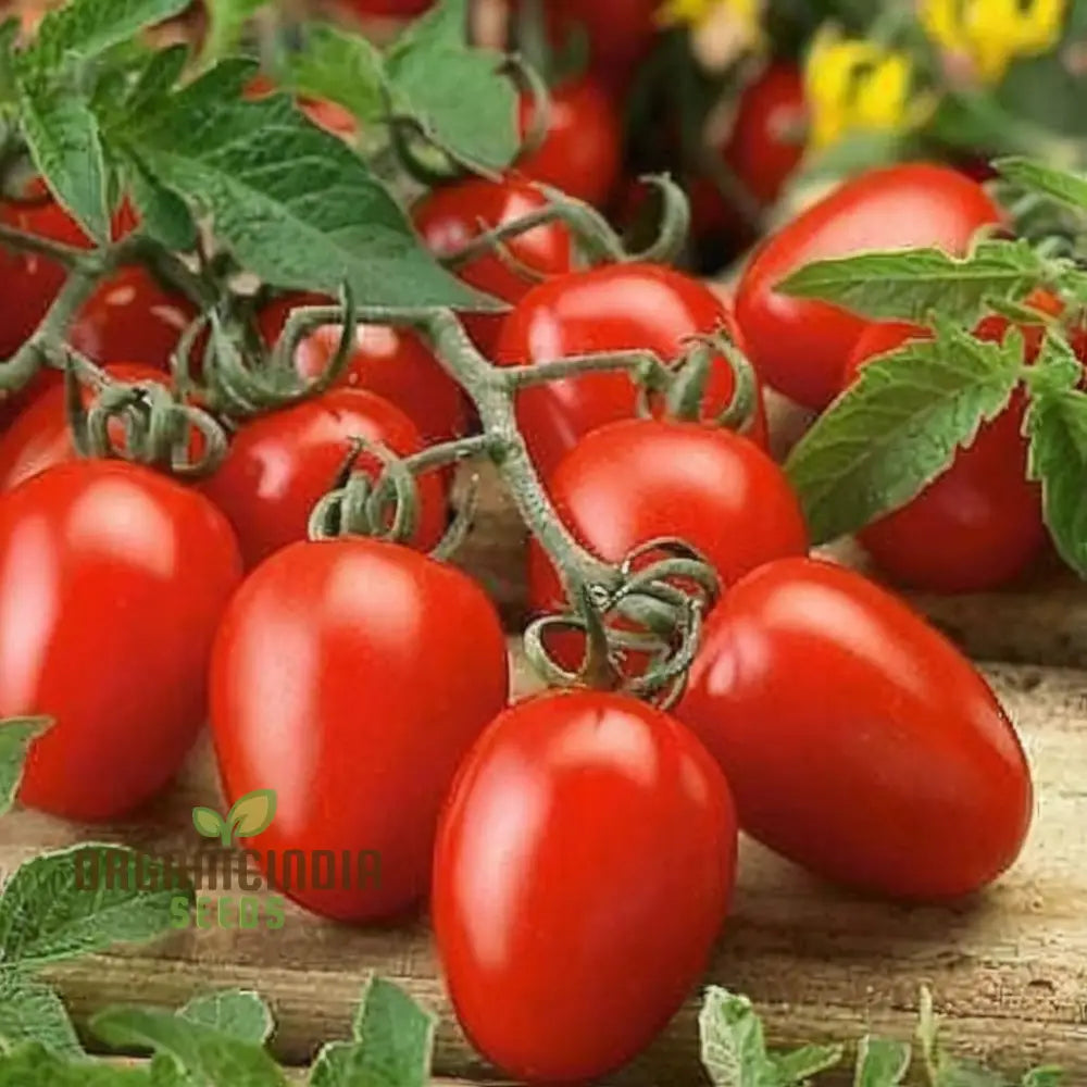 Roma Vf Tomato Seeds Grow Your Own Flavorful And Disease-Resistant Tomatoes For Planting