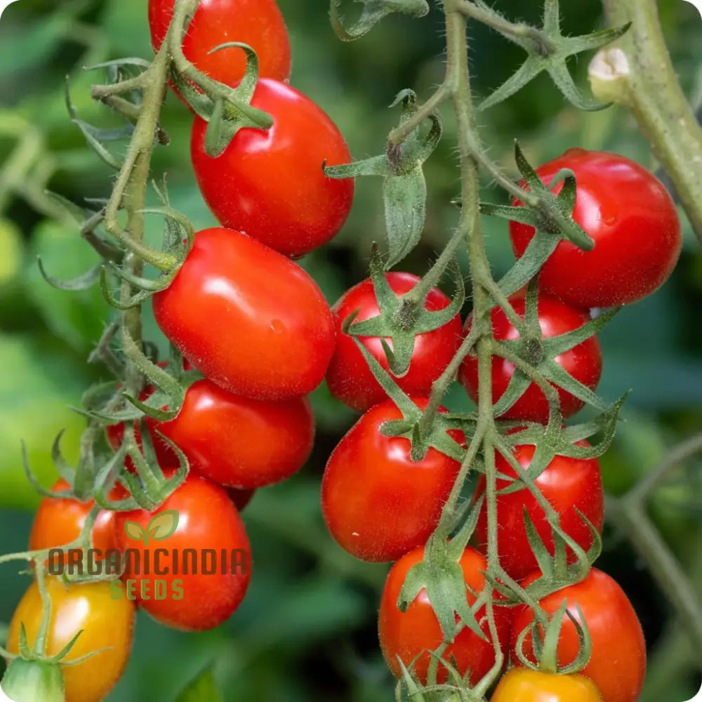 Roma Vf Tomato Seeds Grow Your Own Flavorful And Disease-Resistant Tomatoes For Planting