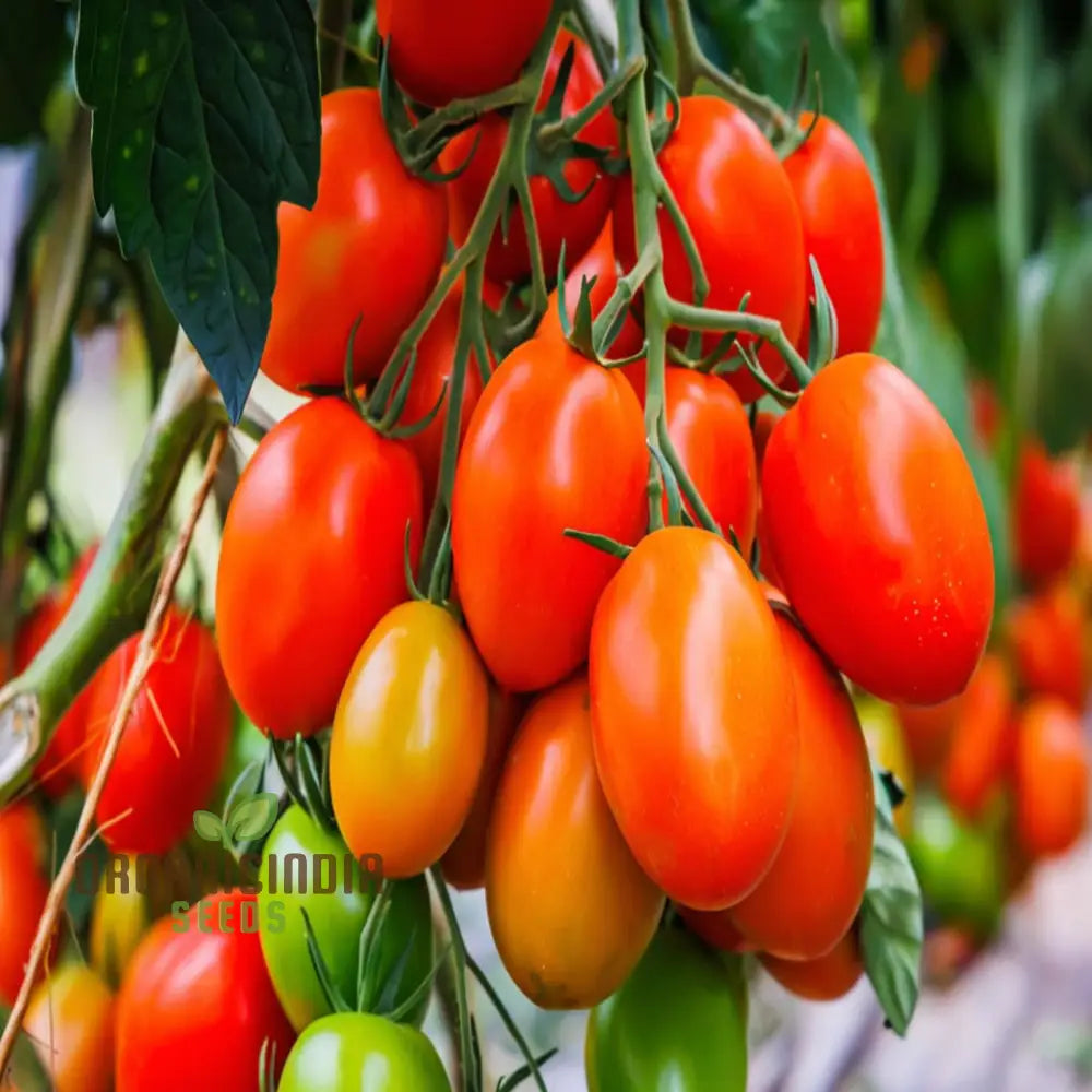 Roma Vf Tomato Seeds Grow Your Own Flavorful And Disease-Resistant Tomatoes For Planting