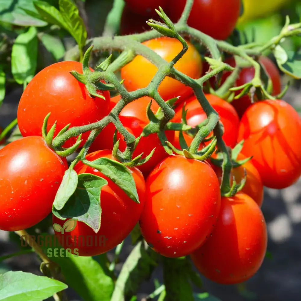 Roma Vf Tomato Seeds Grow Your Own Flavorful And Disease-Resistant Tomatoes For Planting