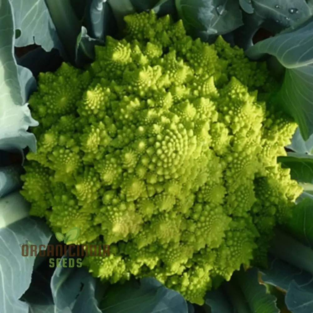 Romanesco Navona Seeds - Grow Unique And Nutritious Cauliflower