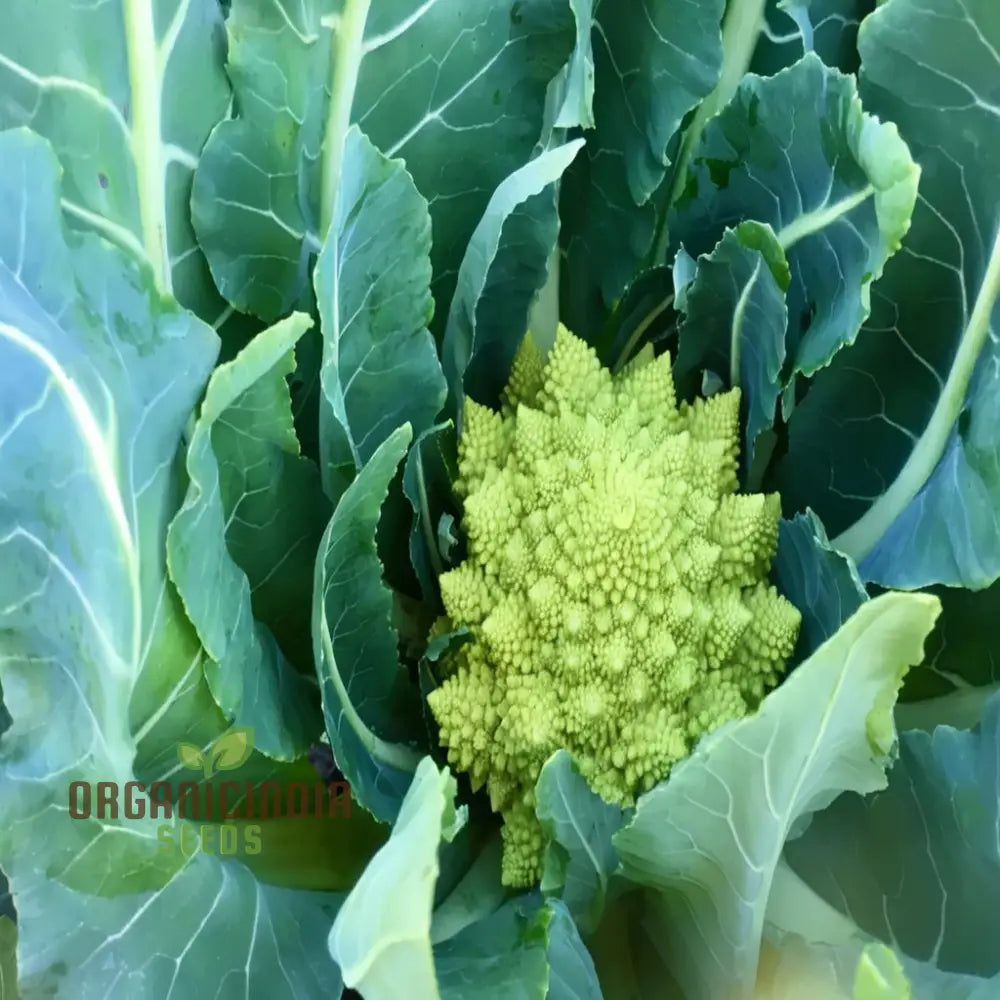 Romanesco Navona Seeds - Grow Unique And Nutritious Cauliflower